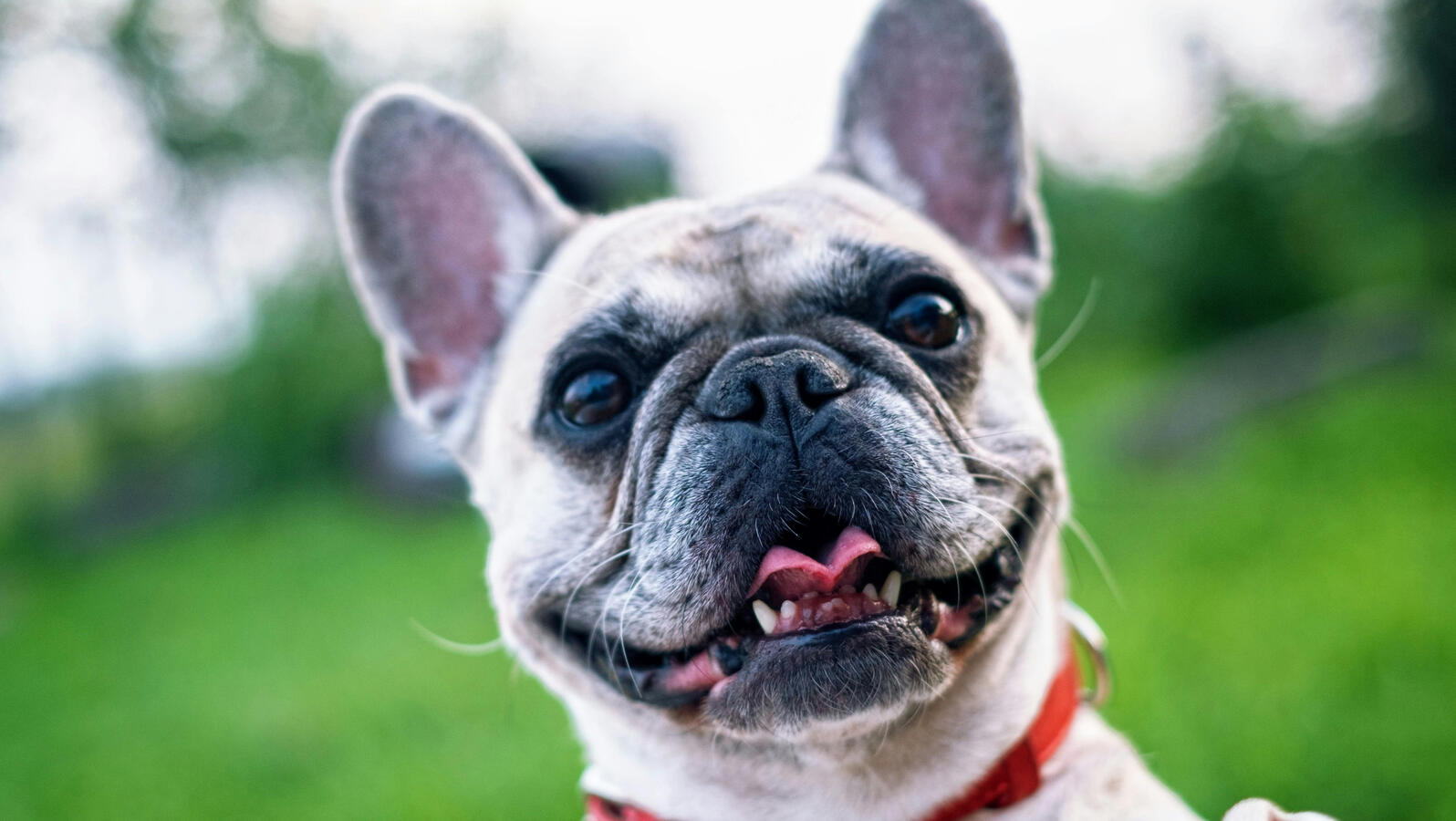 Pets (Upon Approval)